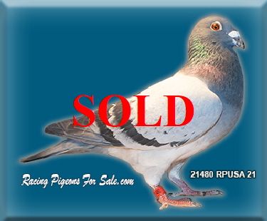 21480RPUSA21